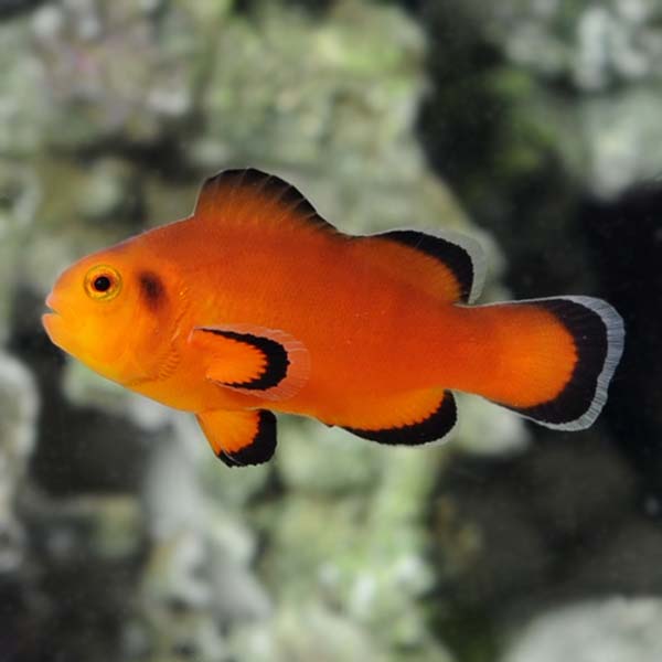  Captive-Bred Naked Ocellaris Clownfish