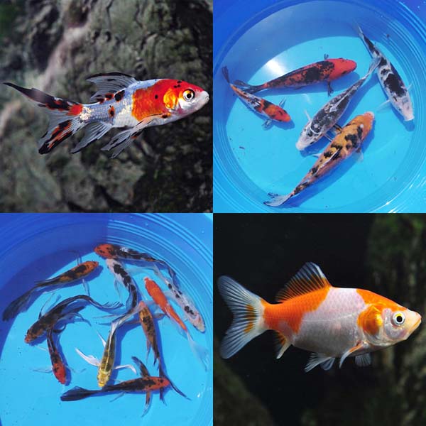 Koi and Pond Fish 12 Pack