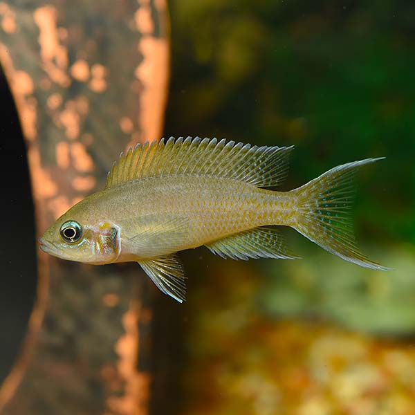 Daffodil Cichlid