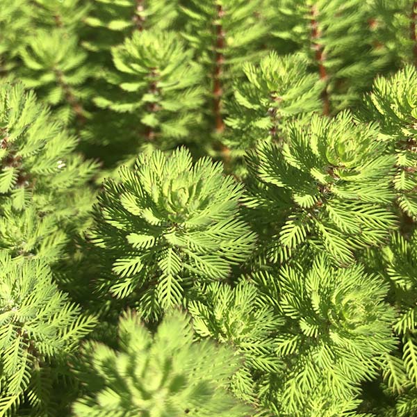 Dwarf Parrot's Feather