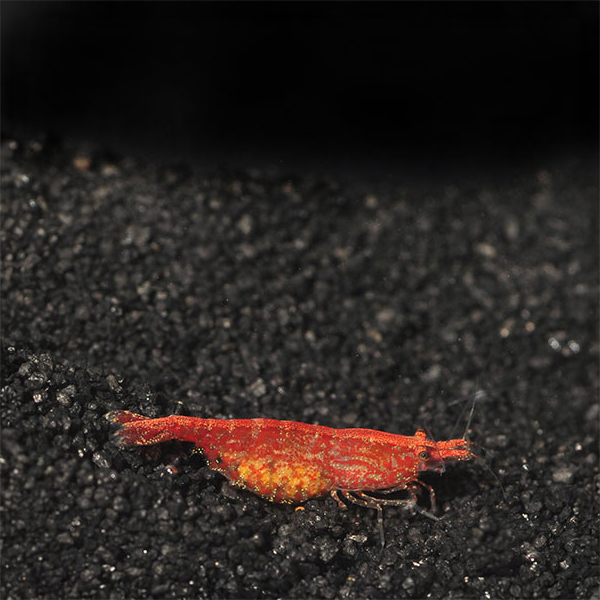 Red Cherry Shrimp Red Cherry Shrimp