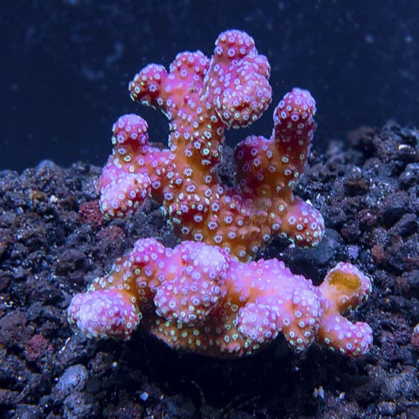 Aquacultured Stellar Stylophora Coral Aquacultured Stellar Stylophora Coral