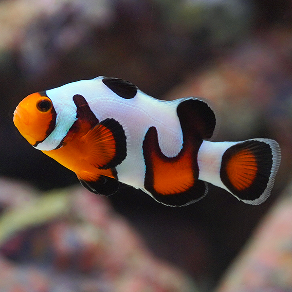 Captive-Bred MochaVinci Clownfish