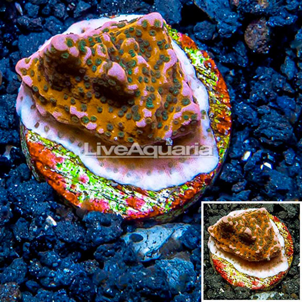 LiveAquaria® CCGC Aquacultured Montipora Coral