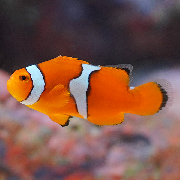 Captive-Bred Onyx Percula Clownfish Captive-Bred Onyx Percula Clownfish