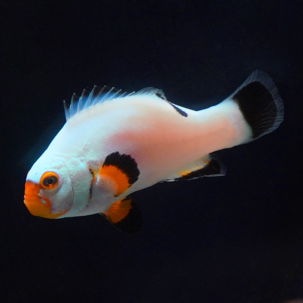 Captive-Bred Platinum Percula Clownfish Captive-Bred Platinum Percula Clownfish