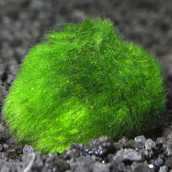 Moss Ball