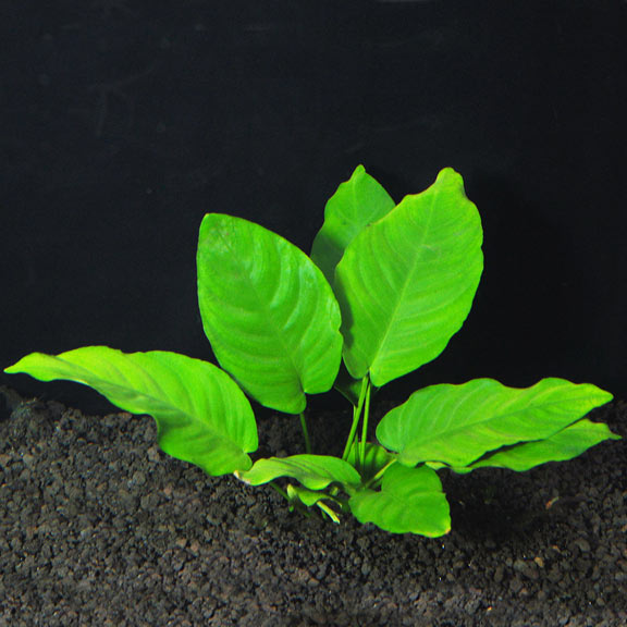 Anubias nana