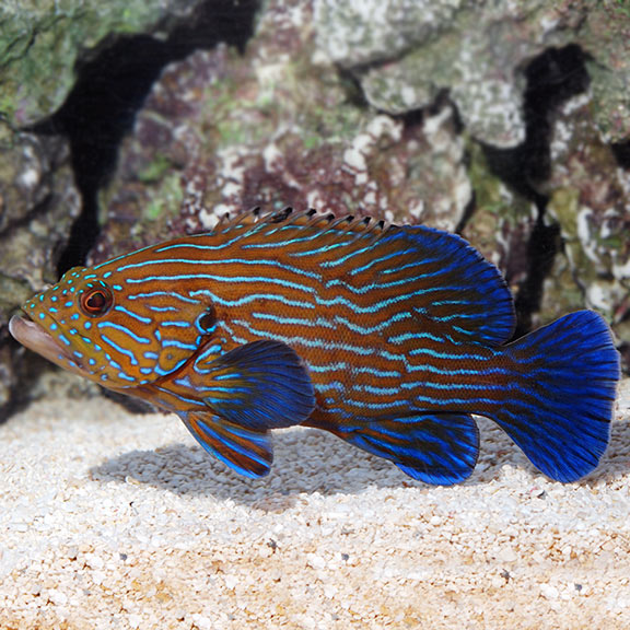 Blue Line Grouper