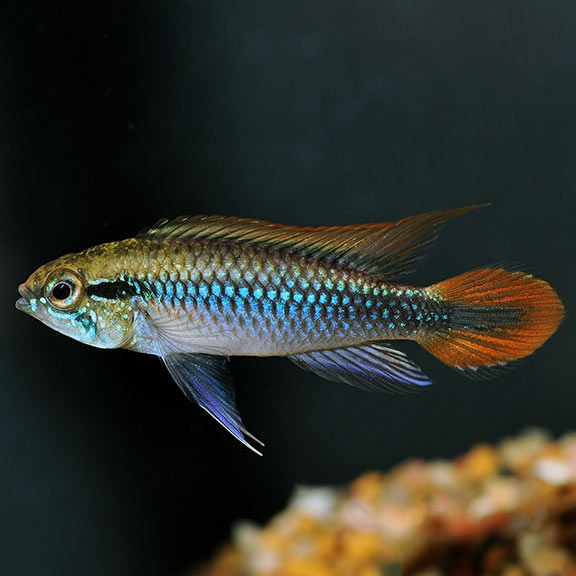 Double Full Red Agassizi Cichlid Double Full Red Agassizi Cichlid