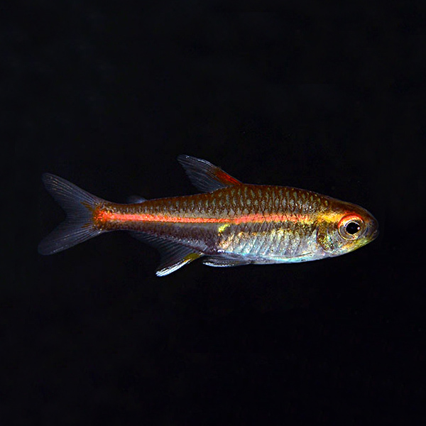 Glowlight Tetra Group