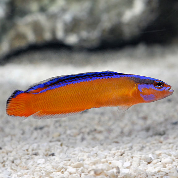 Neon Dottyback