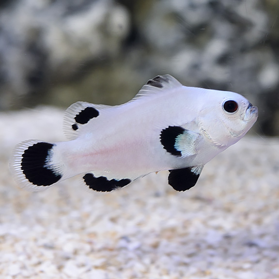 Proaquatix Captive-Bred Snow Storm Clownfish Proaquatix Captive-Bred Snow Storm Clownfish