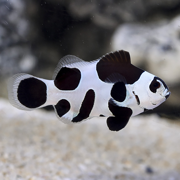  Captive-Bred Black Storm Clownfish