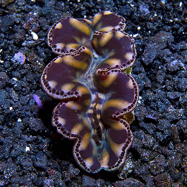 Maxima Clam Gold, Aquacultured