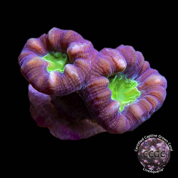 LiveAquaria® CCGC Aquacultured Candy Cane Caulastrea Coral LiveAquaria® CCGC Aquacultured Candy Cane Caulastrea Coral