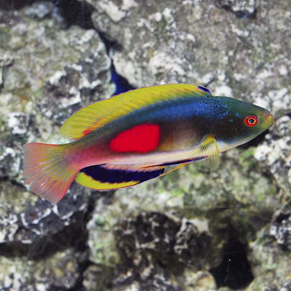 Scott's Fairy Wrasse Scott's Fairy Wrasse