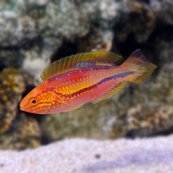 Splendid Pintail Fairy Wrasse Splendid Pintail Fairy Wrasse