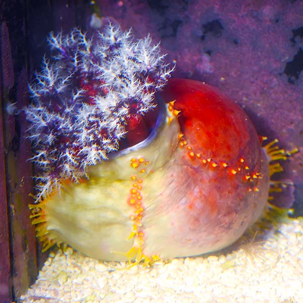Sea Apple EXPERT ONLY Sea Apple EXPERT ONLY