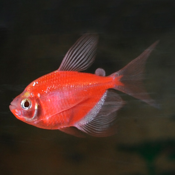 GloFish®, Starfire Red® Longfin Tetra