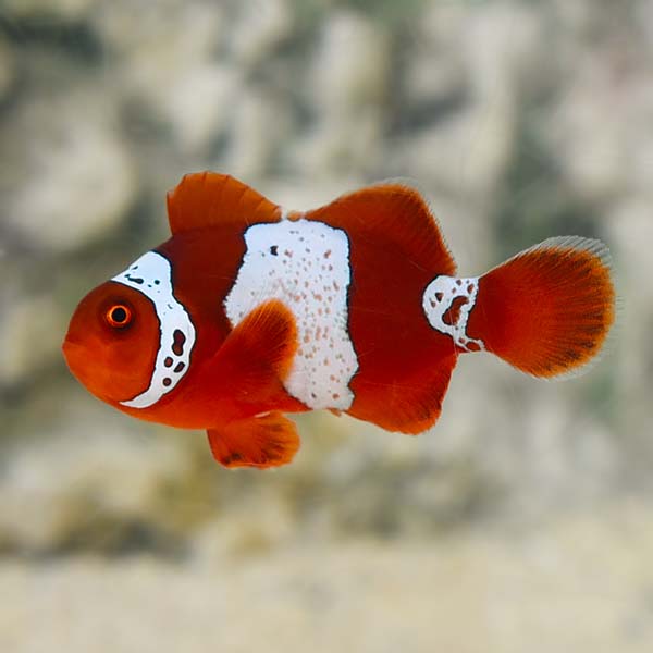 Captive-Bred Lightning Maroon Clownfish Captive-Bred Lightning Maroon Clownfish