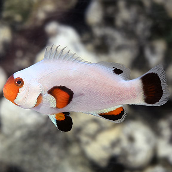 Proaquatix Captive-Bred Wyoming White Clownfish