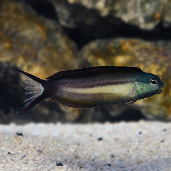 Bundoon Blenny