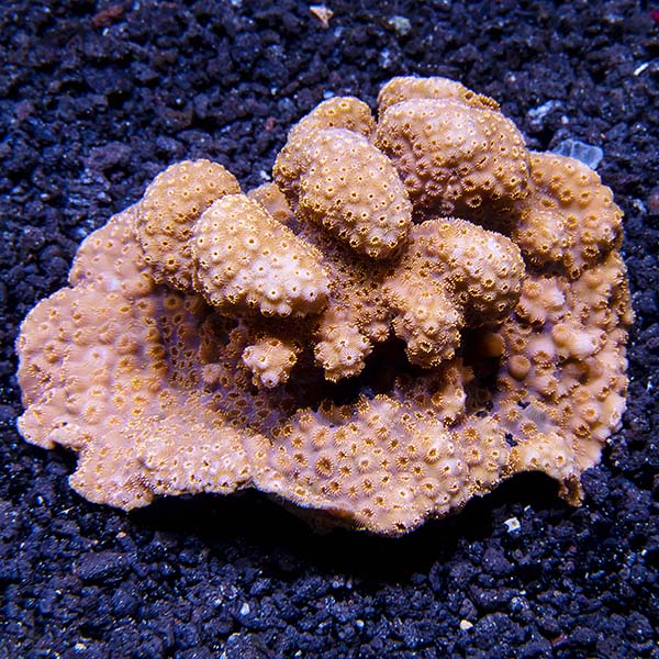 Orange Maldivensis Pavona Coral Orange Maldivensis Pavona Coral