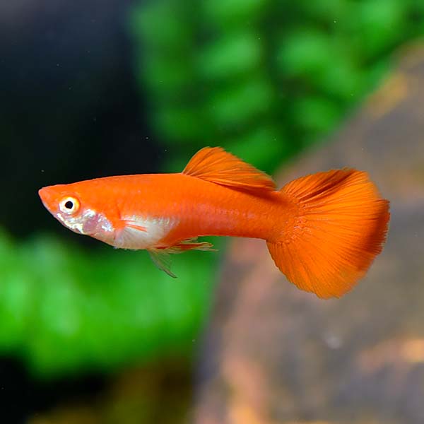 Red Flamingo Guppy, Male