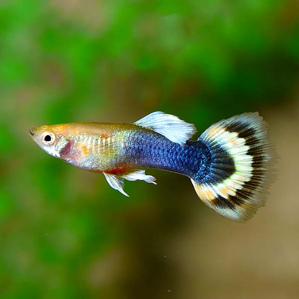 Sunray Guppy, Male