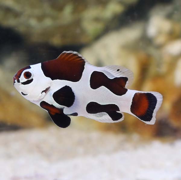 Captive-Bred Mocha Storm Clownfish Captive-Bred Mocha Storm Clownfish
