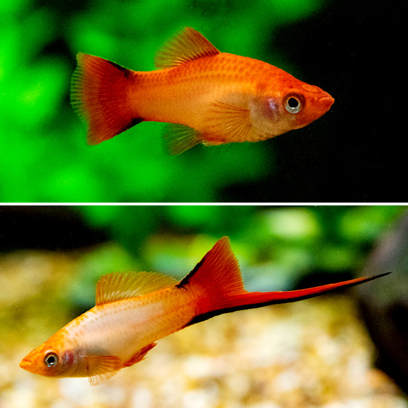 Solar Flare Twinbar Swordtail Solar Flare Twinbar Swordtail