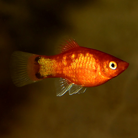 Neon Marigold Mickey Mouse Platy Neon Marigold Mickey Mouse Platy