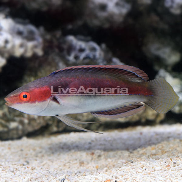 Katherine's Fairy Wrasse