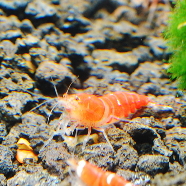 Super Red Crystal Shrimp Super Red Crystal Shrimp