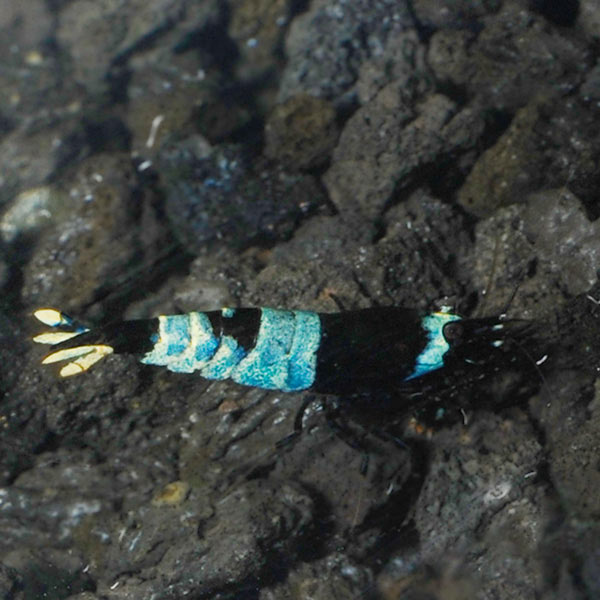 Blue Panda Shrimp Blue Panda Shrimp
