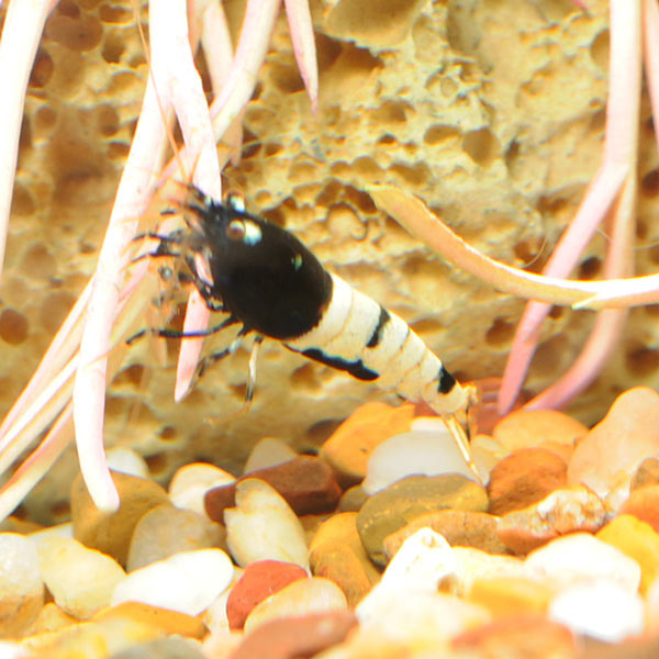 German Black Pinto Shrimp German Black Pinto Shrimp