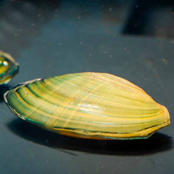 Freshwater Clam Group Freshwater Clam Group