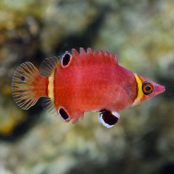 Yellow Banded Possum Wrasse Yellow Banded Possum Wrasse