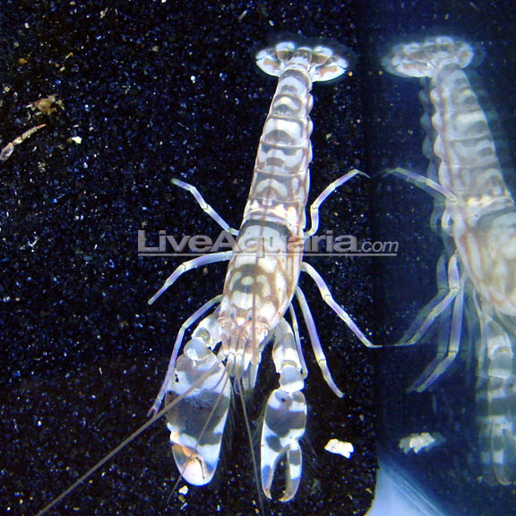 Tiger Snapping Shrimp