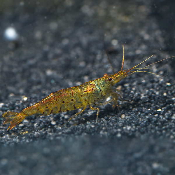 Pearl Tiger Stripe Shrimp Pearl Tiger Stripe Shrimp