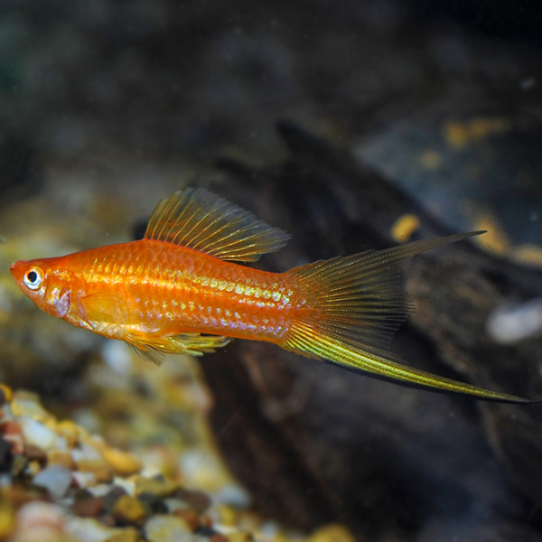 Golden Comet Swordtail Group