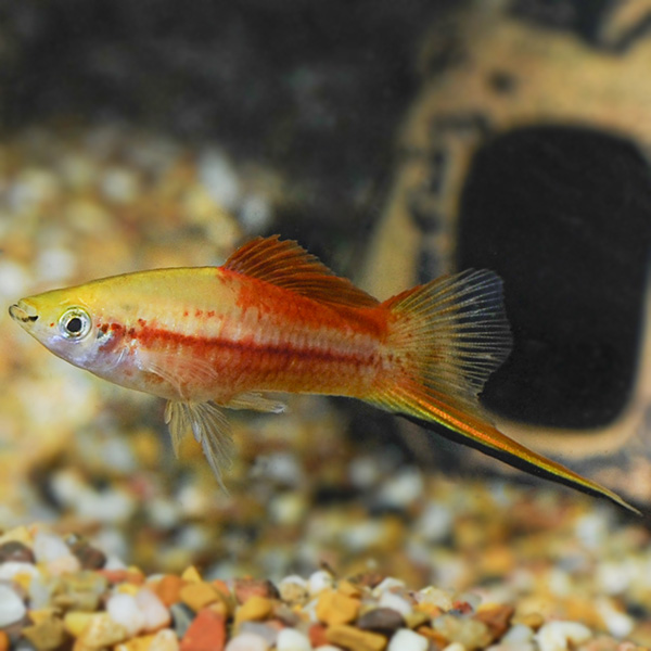 Pineapple Wag Swordtail Group Pineapple Wag Swordtail Group