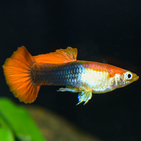 Red Blonde Tuxedo Guppy Group, Male Red Blonde Tuxedo Guppy Group, Male