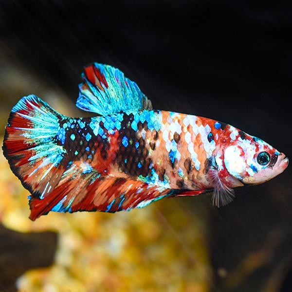 Giant Koi Halfmoon Plakat Betta, Male Giant Koi Halfmoon Plakat Betta, Male