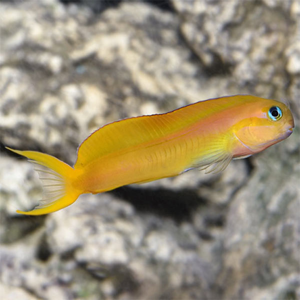 Midas Blenny