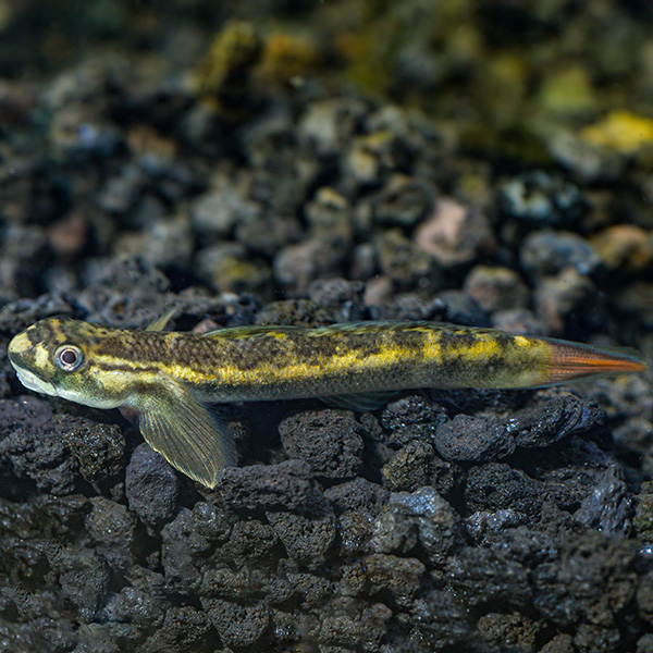 Red Tailed Goby Red Tailed Goby