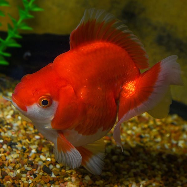 Premium Jumbo Ryukin Goldfish, Assorted Premium Jumbo Ryukin Goldfish, Assorted