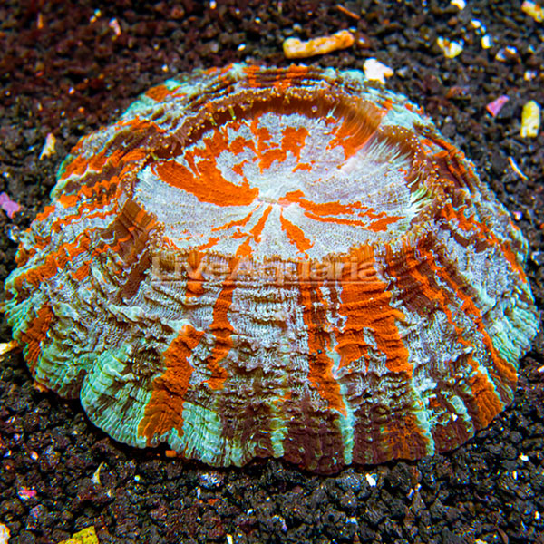 Meat Coral Meat Coral