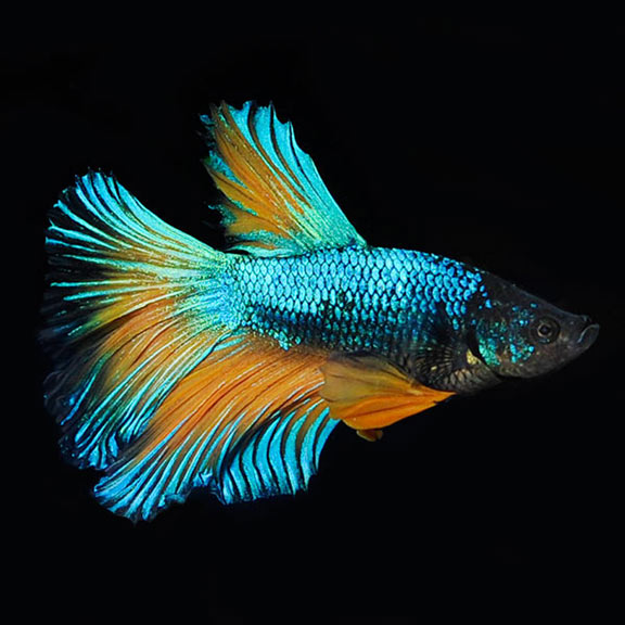 Blue Mustard Betta - Male Blue Mustard Betta - Male